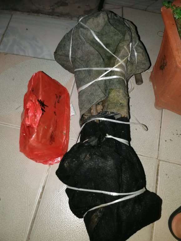 动手茶花下山桩的嫁接