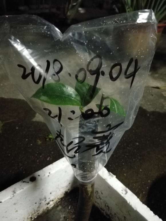 动手茶花下山桩的嫁接