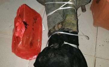 图解 动手茶花下山桩的嫁接