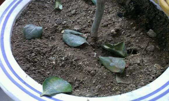 刚买的茶花下山桩移到盆里就落叶