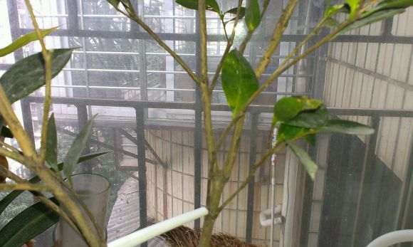 刚买的茶花下山桩移到盆里就落叶