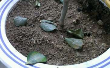 刚买的茶花下山桩移到盆里就落叶