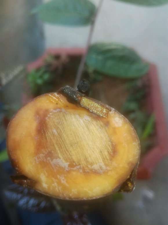 嫁接的茶花下山桩 出现黄褐色的水