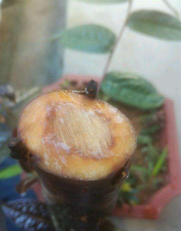 嫁接的茶花下山桩 出现黄褐色的水