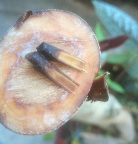 嫁接的茶花下山桩 出现黄褐色的水