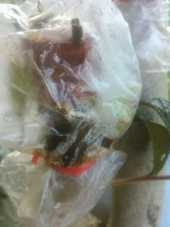 嫁接的茶花下山桩 出现黄褐色的水