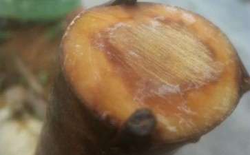 套袋嫁接的茶花下山桩 出现黄褐色的水