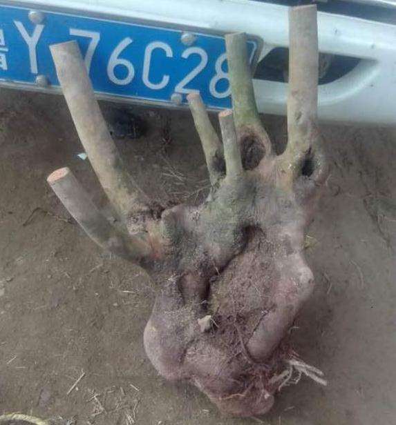 大家来看我我16年嫁接的茶花下山桩