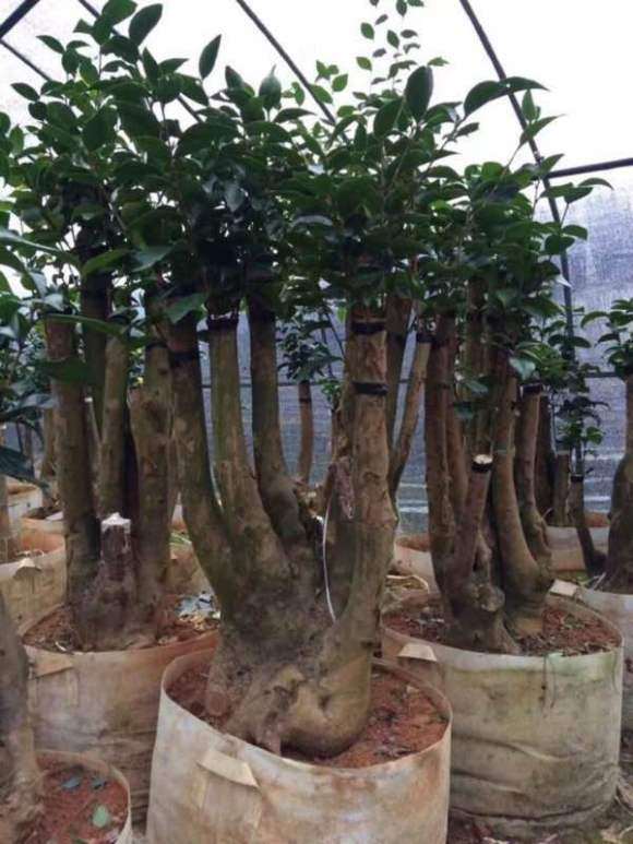 大家来看我我16年嫁接的茶花下山桩