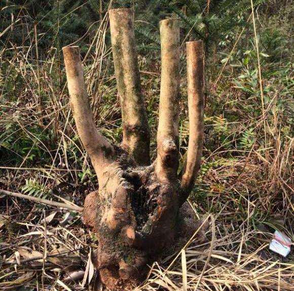 大家来看我我16年嫁接的茶花下山桩