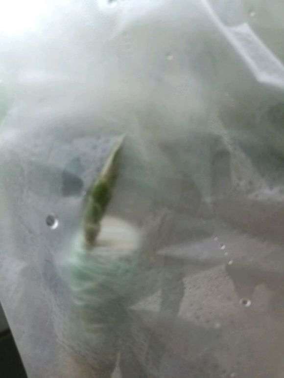 茶花下山桩插皮几天就掉叶