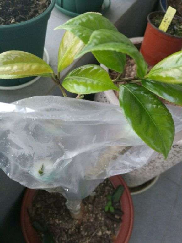 茶花下山桩插皮几天就掉叶