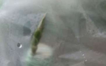 茶花下山桩插皮几天就掉叶 失败了吗