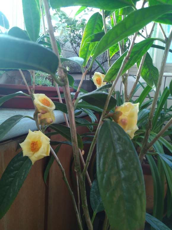 沈阳金茶花下山桩开了 顺晒其它花