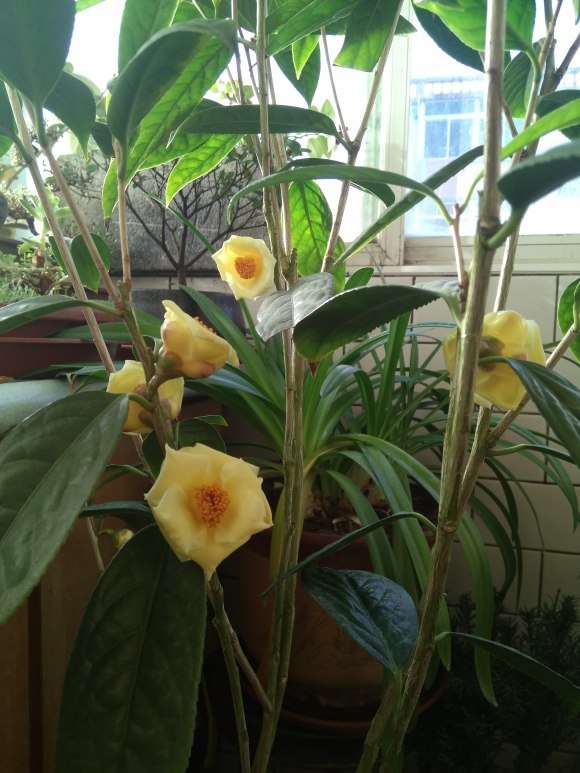 沈阳金茶花下山桩开了 顺晒其它花