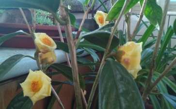 沈阳金茶花下山桩开了 顺晒其它花 图片