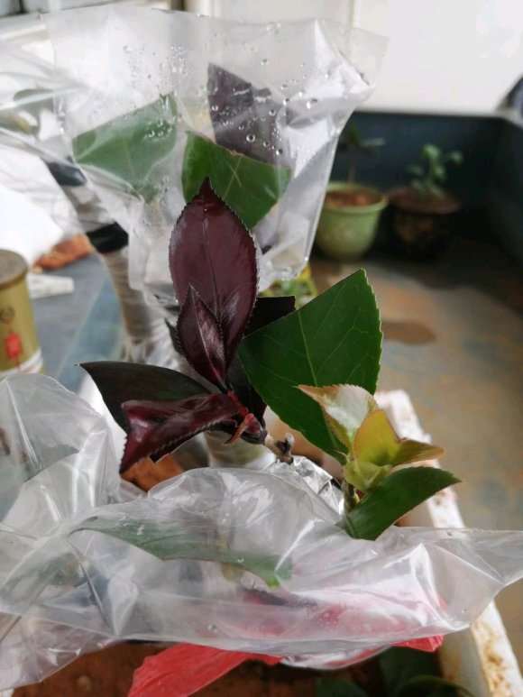 茶花下山桩嫁接