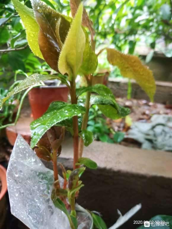 今年嫁接茶花下山桩