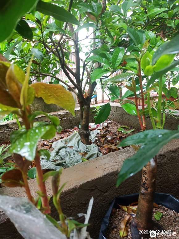 今年嫁接茶花下山桩