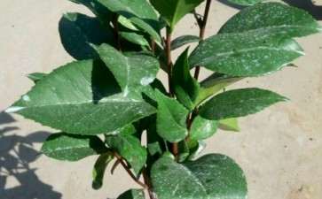 大家猜下什么品种茶花下山桩 图片