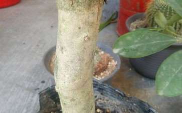 这个钻木是什么品种的茶花下山桩