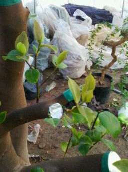 油茶树下山桩的移植与嫁接茶花 图片