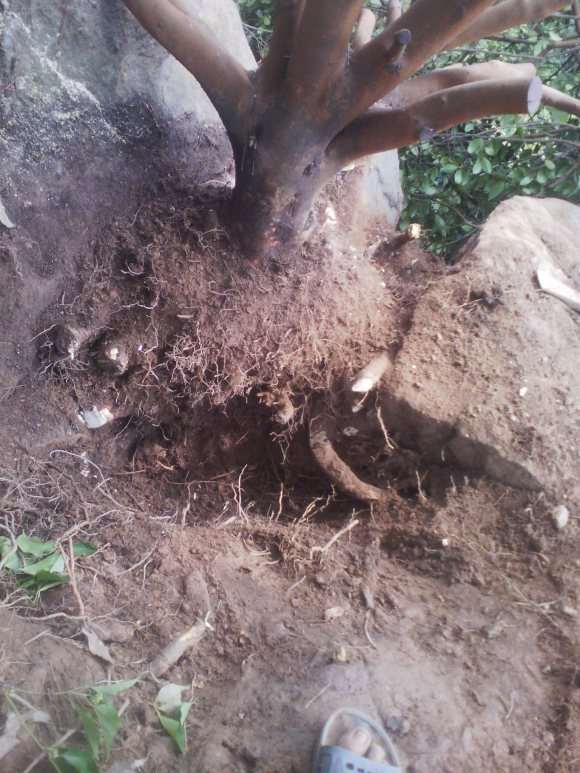 油茶树下山桩的移植与嫁接茶花