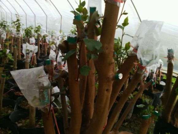 油茶树下山桩的移植与嫁接茶花 图片