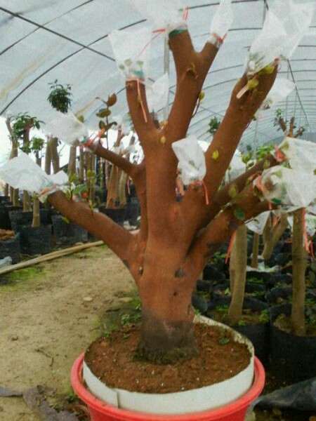 油茶树下山桩的移植与嫁接茶花 图片