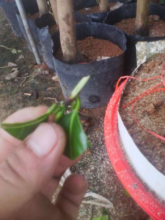 油茶树下山桩的移植与嫁接茶花 图片