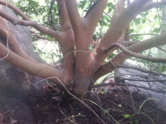 油茶树下山桩的移植与嫁接茶花