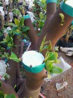 油茶树下山桩的移植与嫁接茶花 图片