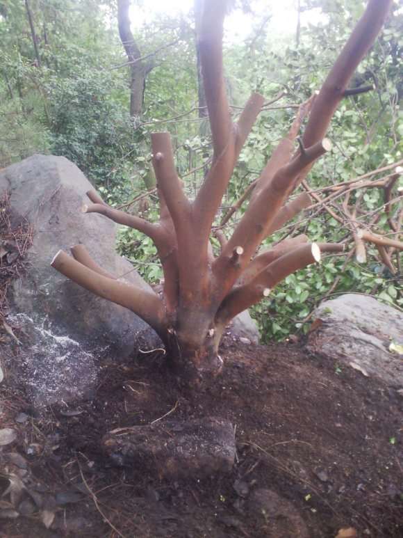 油茶树下山桩的移植与嫁接茶花