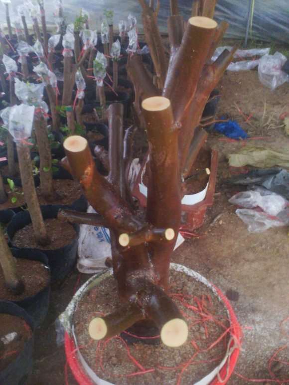 油茶树下山桩的移植与嫁接茶花 图片