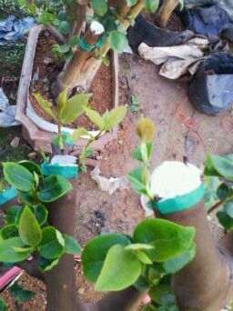 油茶树下山桩的移植与嫁接茶花