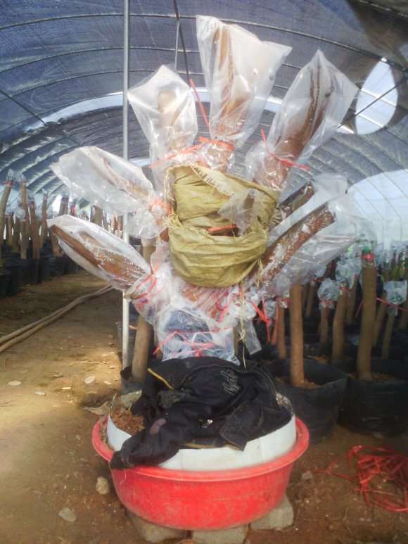 求助 茶花下山桩叶子长锈斑