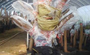 求助 茶花下山桩叶子长锈斑 图片