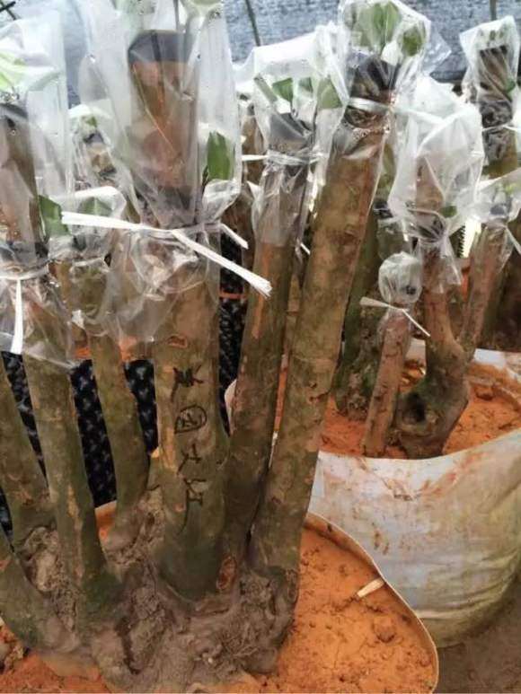 可以嫁接各种茶花的野茶下山桩