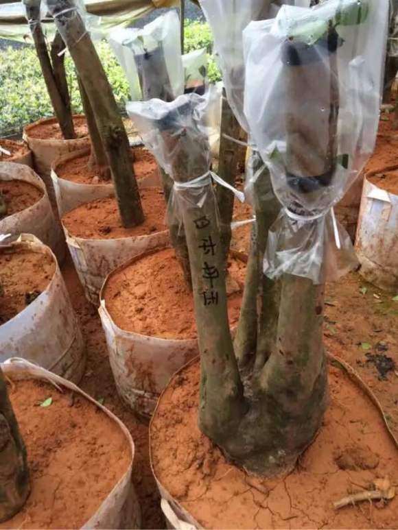 可以嫁接各种茶花的野茶下山桩