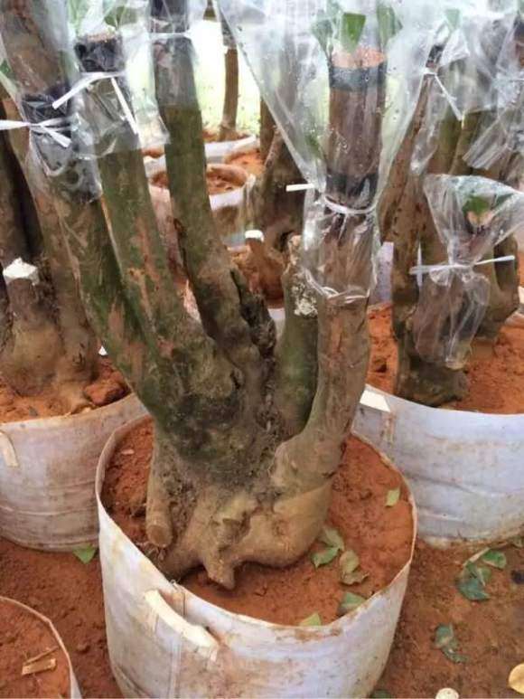 可以嫁接各种茶花的野茶下山桩