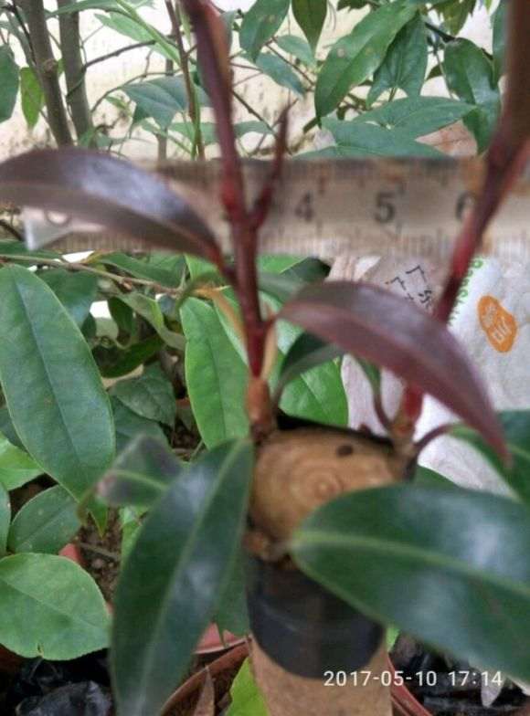 嫁接黑骑士长速茶花下山桩