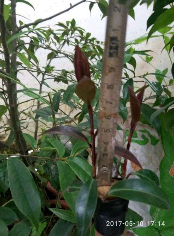 嫁接黑骑士长速茶花下山桩