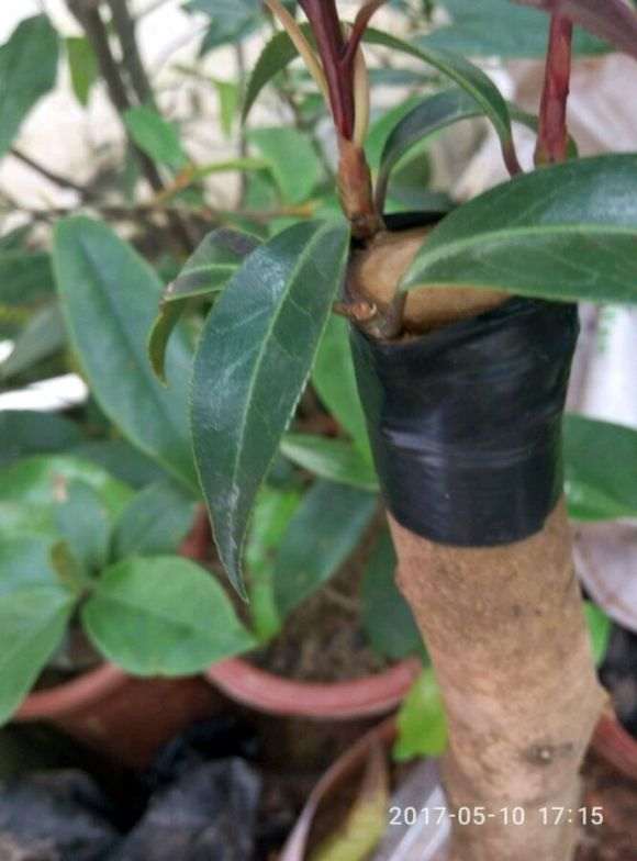 嫁接黑骑士长速茶花下山桩