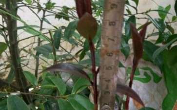 嫁接黑骑士长速茶花下山桩 可以吗