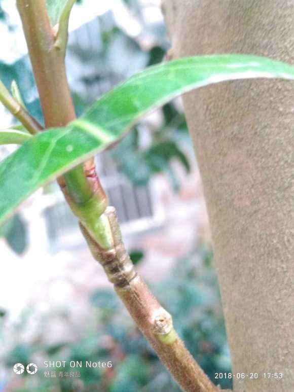 欲求2芽恨天高嫁接茶花下山桩