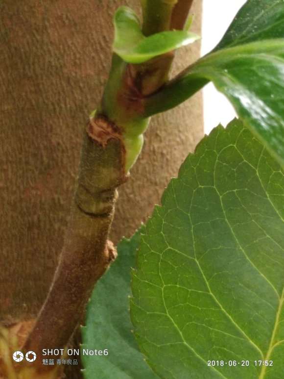 欲求2芽恨天高嫁接茶花下山桩