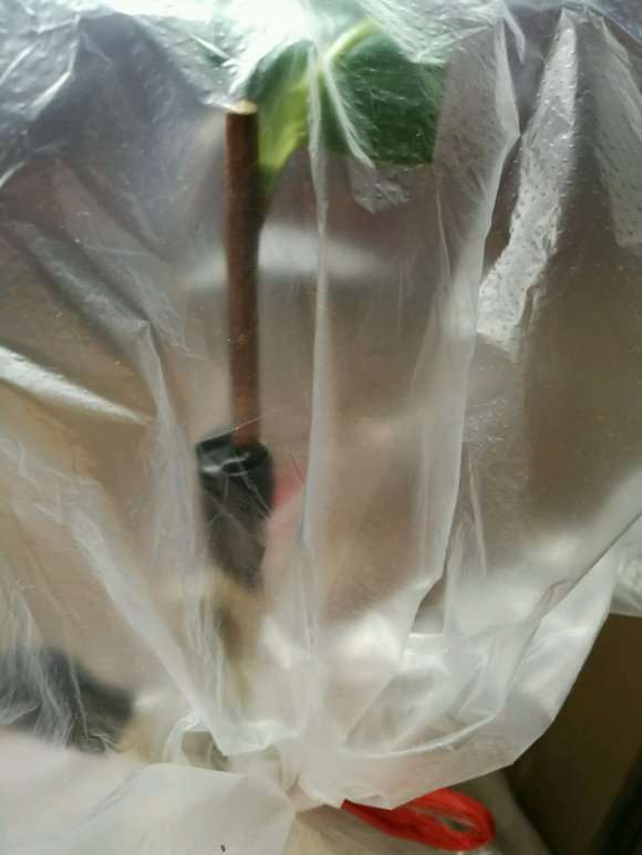 欲求2芽恨天高嫁接茶花下山桩