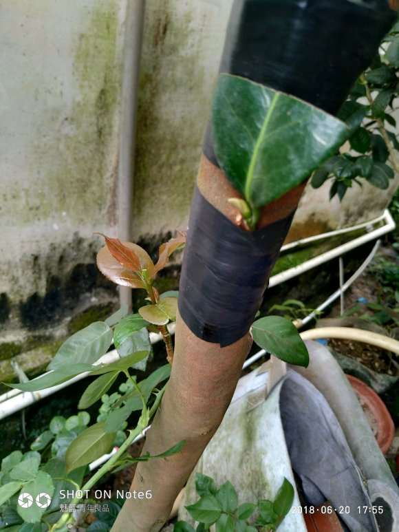 欲求2芽恨天高嫁接茶花下山桩