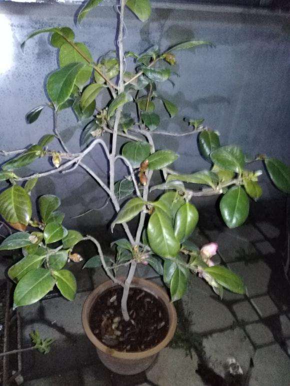 用茶花下山桩换映山红