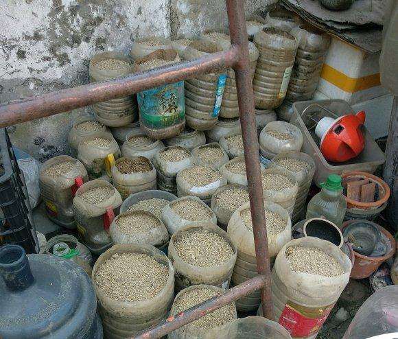 南方耐冬茶花下山桩河沙在北方的故事